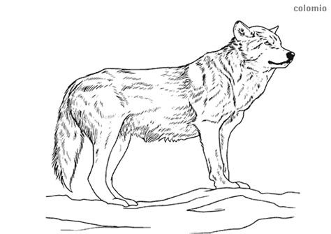 grown  pages wolves coloring pages