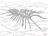 Centipede Ciempies Millipede Ciempiés Domestico Designlooter sketch template