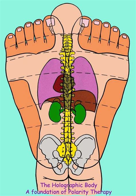 foot reflexology body of health