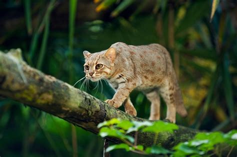 rusty spotted cats felis uk