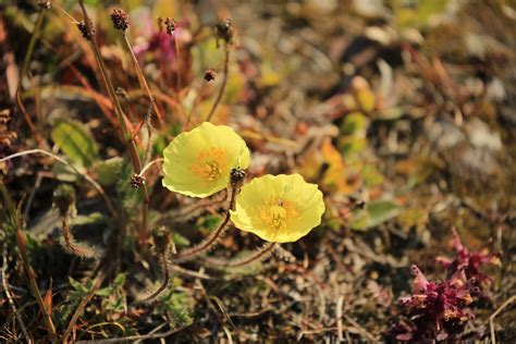 yellow arctic poppies arctic flowering plants wrangel isla flickr