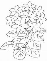 Jasminum Picolour Species Bestcoloringpages sketch template