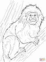 Tamarin Coloring Cotton Top Pages Lion Golden Printable Monkey Drawing Drawings Supercoloring Categories 44kb 1600px 1200 sketch template