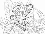 Coloring Admiral Red Coloringbay Butterfly Pages sketch template