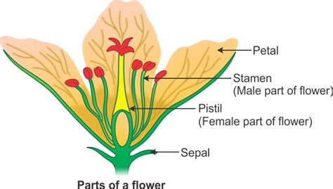 draw   labeled diagram  flower  show  parts gbzhcrb biology topperlearningcom