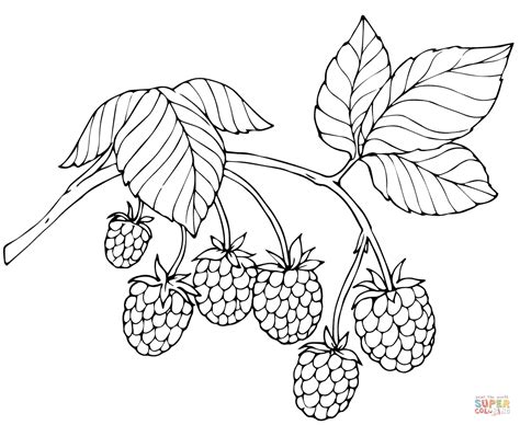 red raspberry coloring page  printable coloring pages hand