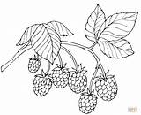 Raspberry Coloring Printable Embroidery Framboise Coloriage Red Patterns Hand Fruit Pages Choose Board Raspberries sketch template