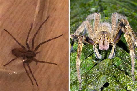 world s most venomous spider found in london by fulham