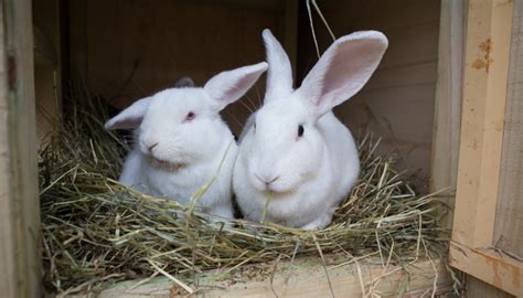 caring for rabbits edgar s mission farm sanctuary