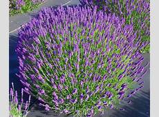 Hidcote Blue Lavender Plant 4