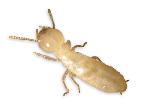 eradipest termite pest control