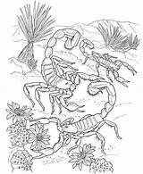 Scorpion Coloring sketch template