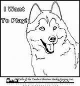 Husky Designlooter Huskies Tundra sketch template