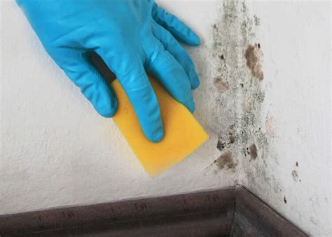 reasons      bleach  clean mold mold blogger