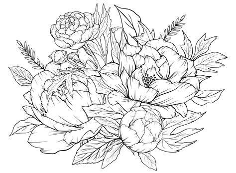 coloring page  peonies  leaves vector page  coloring flower