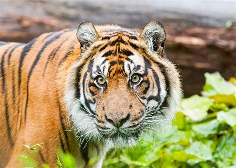 top  list  zoo animals  india merkantilaklubbenorg