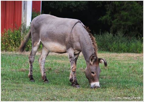 donkey   farm grazing photo mmurphree google  critter