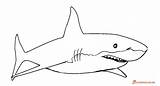 Shark Great Coloring Printable Pages Print sketch template