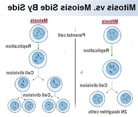 hur att skilja mellan mitos och meios wke