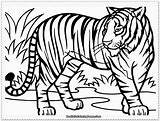 Tiger Coloring Pages Realistic Printable Mandala Kids Tigers Color sketch template