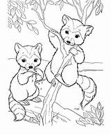Raccoon Animals Svg Netart sketch template