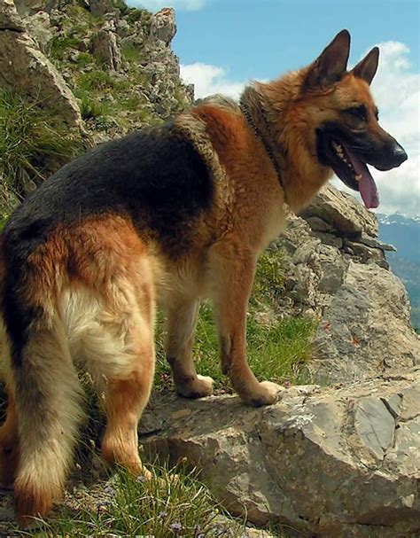 mountain german shepherd dog german shepherd dogs german shepherd