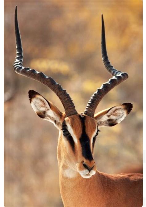 impala aepyceros melampus   medium sized antelope