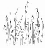 Cattails Draw sketch template