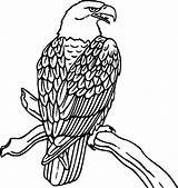 Eagle Coloring Pages Bird Kids Print Coloringkids sketch template