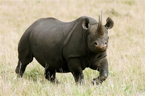 endangered black rhinos  died   botched relocation effort