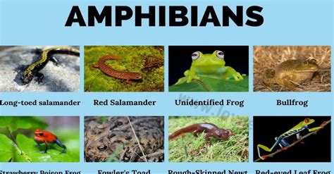 amphibians amazing list   amphibians   world love