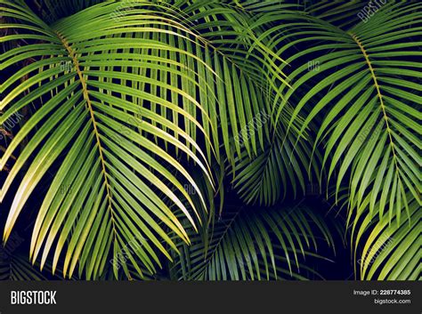arriba 84 imagen jungle leaf background vn