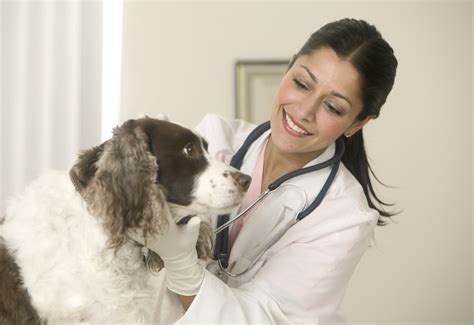 veterinarian animal careers