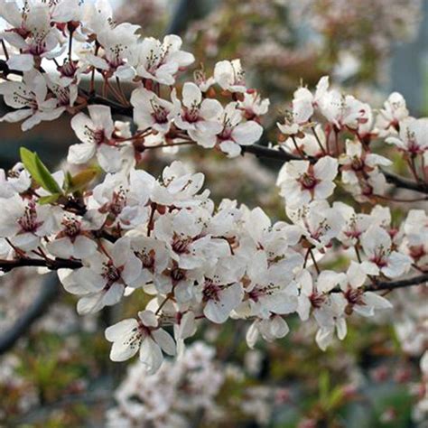 Prunus Cerasifera Hessei Buy Dwarf Flowering Cherry Plum Tree