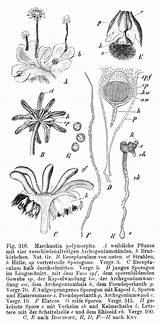 Marchantia Drawings Haseloff Imaging Polymorpha sketch template