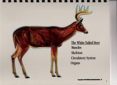 Ol Man Outdoors Whitetail Deer Vitals Diagram