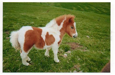 baby pony   garden chlobo flickr