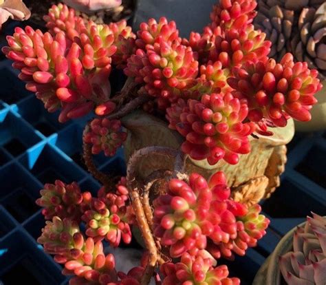 pink jelly bean hardy succulent easy care green  summer etsy