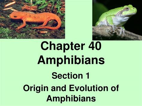 Ppt Chapter 40 Amphibians Powerpoint Presentation Free