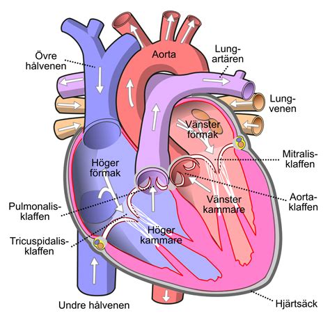 filediagram   human heart cropped svsvg wikimedia commons