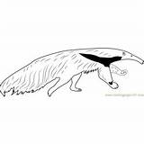 Anteater Giant Running Coloring Pages Coloringpages101 Kids sketch template