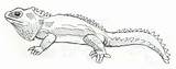 Tuatara Jeane Nevarez Seen Tv Lizard sketch template