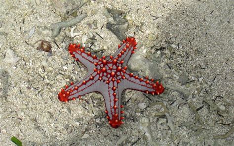 starfish  animal kingdom