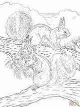 Coloring Kaibab Squirrels Pages Animal Burgess Book Squirrel Abert Children Drawing sketch template
