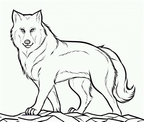 gray wolf coloring page  getcolorings  printable colorings