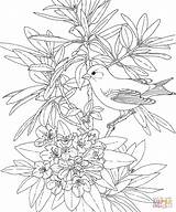 Coloring Pages Birds Washington State Goldfinch Flower Flowers Bird Rhododendron Printable Willow Adult Adults Colouring Winter Printables Educational American Drawings sketch template