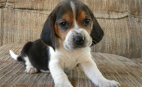 The Beagle Basset Hound Mix Five Things You Didn T Know