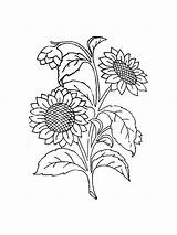 Sunflower Coloring Pages Flower Print Printable sketch template