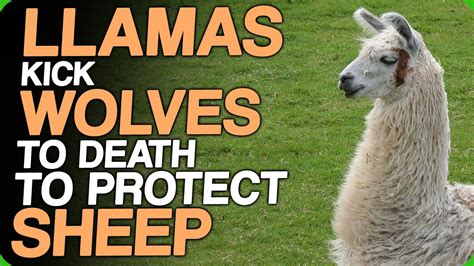 llamas kick wolves  death  protect sheep  ultimate guard llama youtube