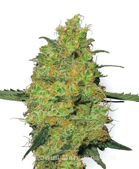 types  marijuana sativa indica  ruderalis